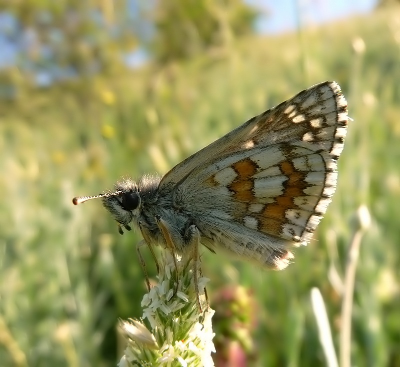 Pyrgus : chi  questo?? - Pyrgus sidae